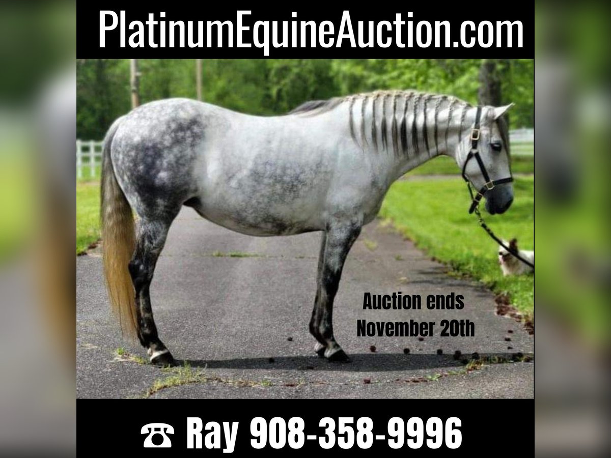 Andalusian Mare 15 years Gray in Monroe Township NJ