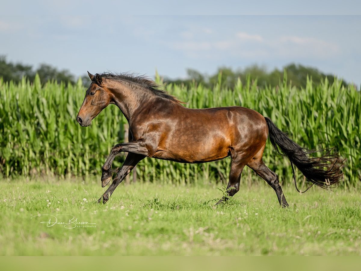 Andalusian Mare 18 years 15,2 hh Smoky-Black in Jülich