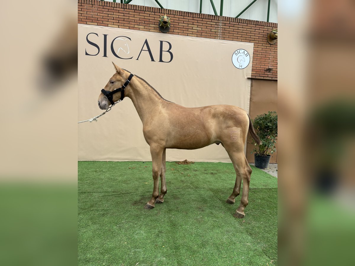 Andalusian Mare 1 year 14,2 hh Overo-all-colors in El Castillo De Las Guardas