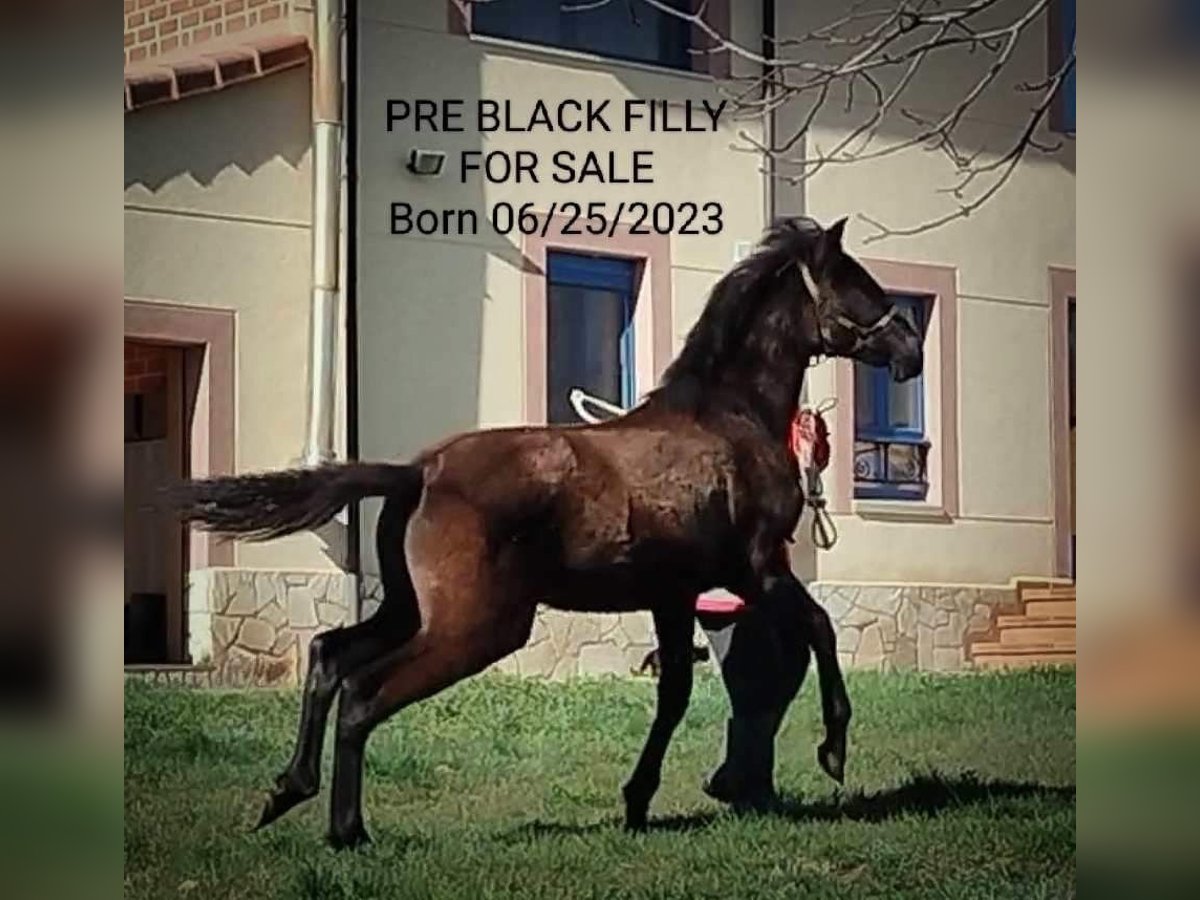 Andalusian Mare 1 year 16 hh Black in Leon