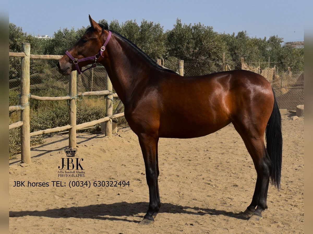 Andalusian Mare 1 year 16 hh Brown in Tabernas Almeria