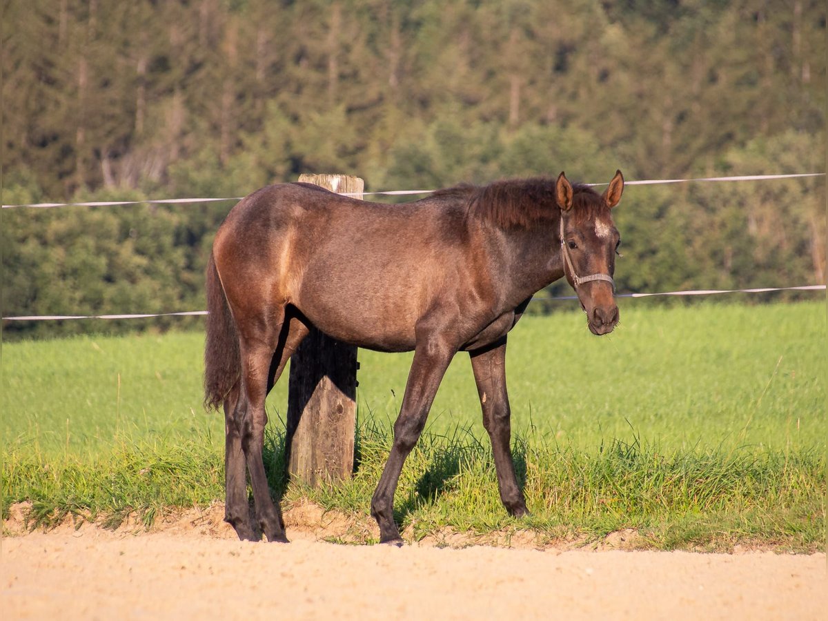 Andalusian Mix Mare 1 year Gray in Dippoldiswalde