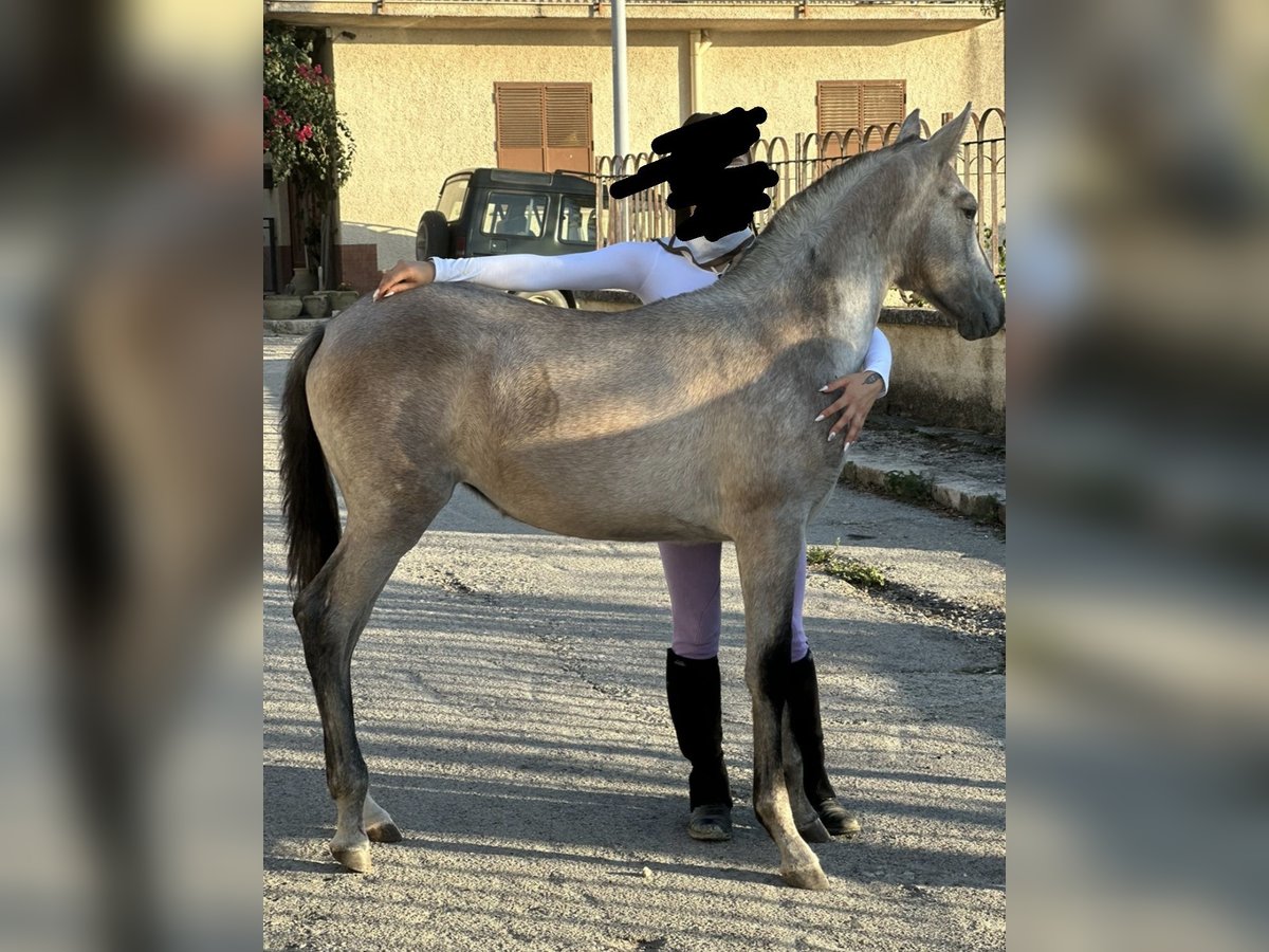 Andalusian Mare 1 year Gray-Red-Tan in Giulianampog