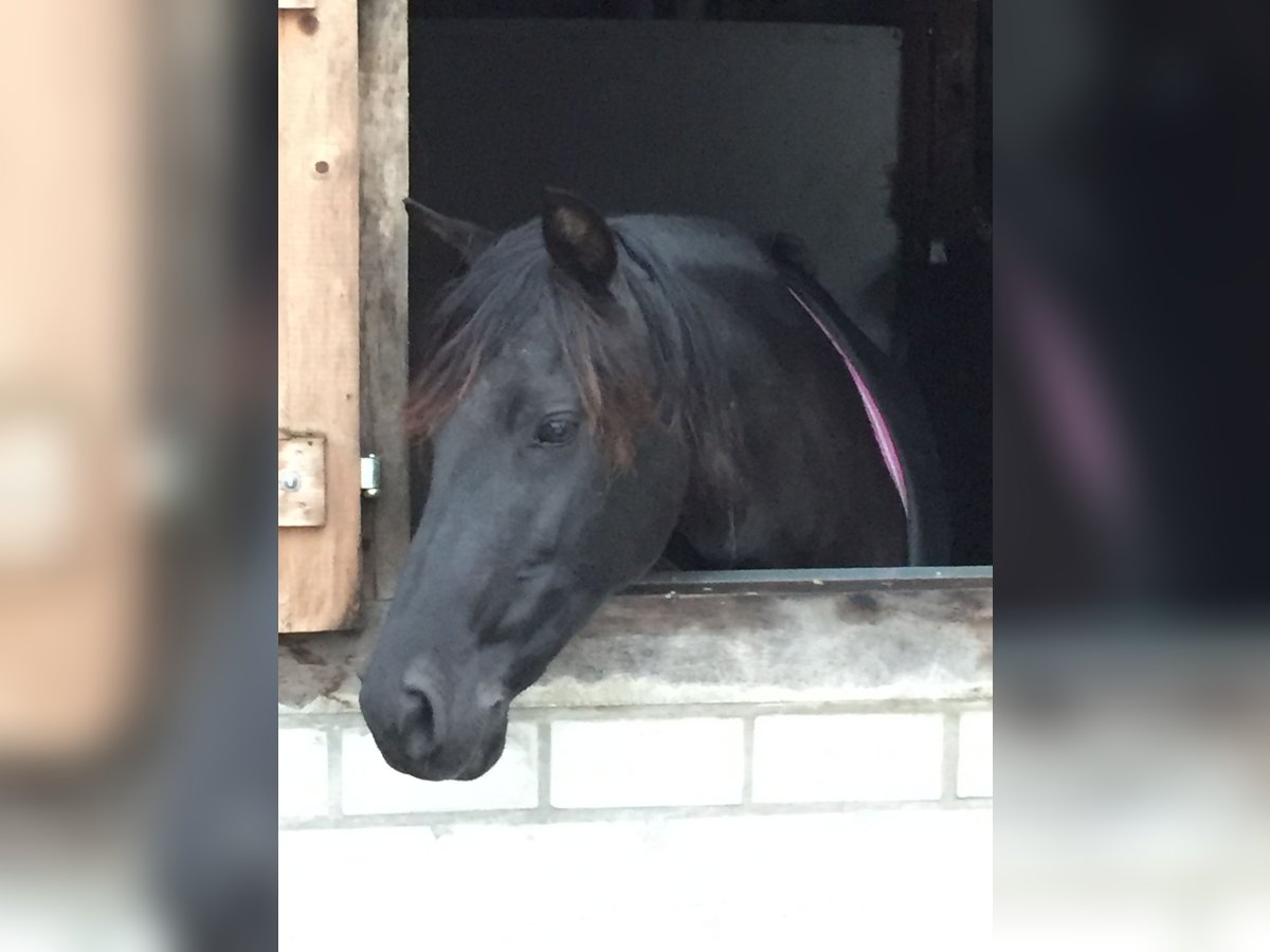 Andalusian Mare 20 years 15,2 hh Black in Oer-Erkenschwick