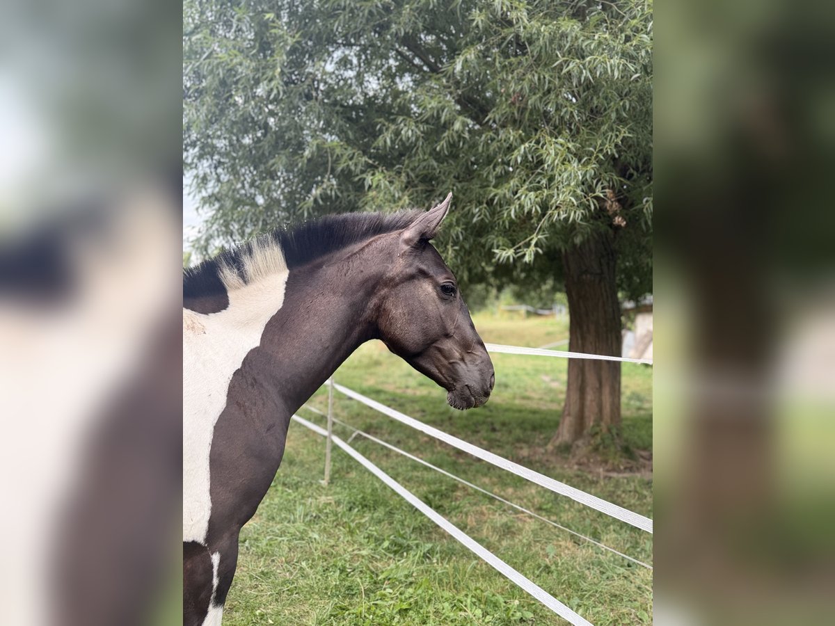 Andalusian Mare 2 years 14.2 hh Tobiano-all-colors in Ballenstedt