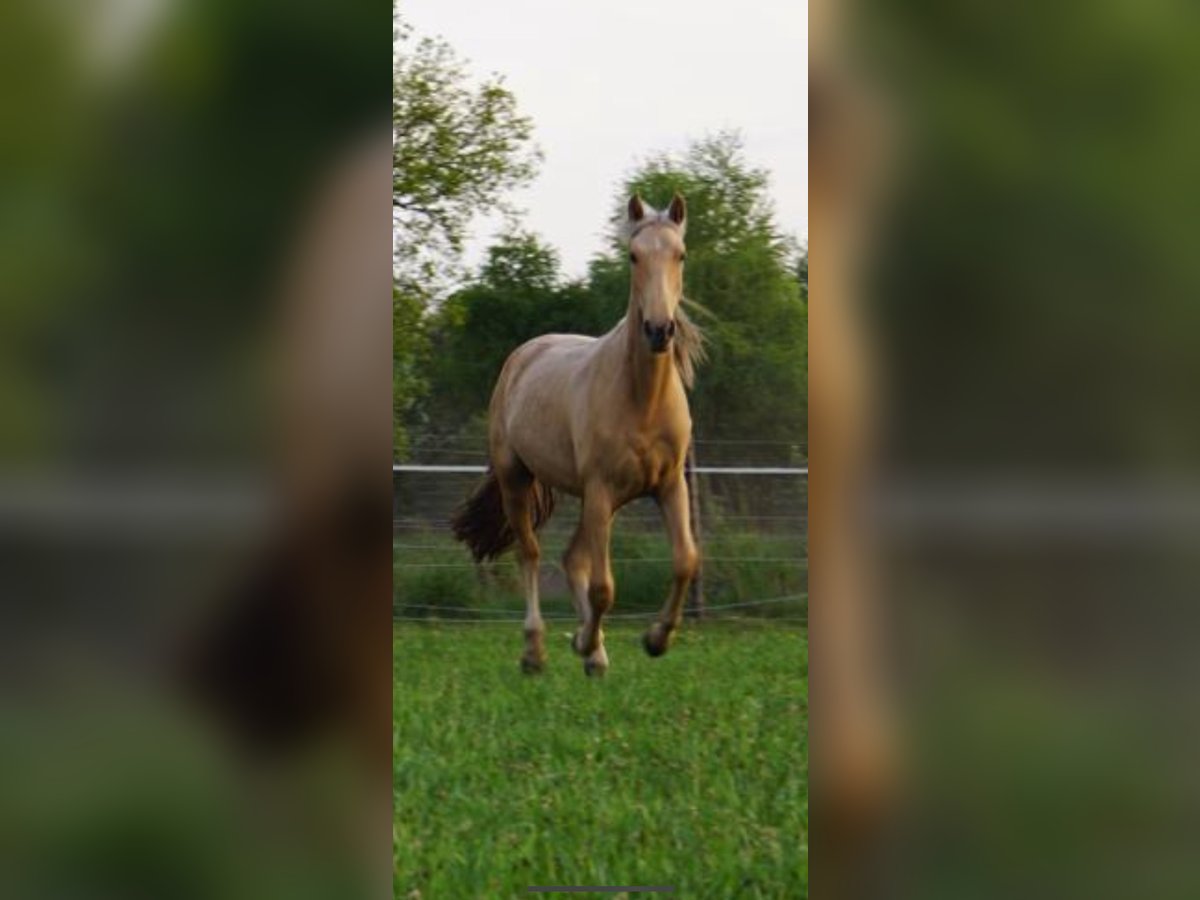 Andalusian Mix Mare 2 years 14,2 hh Palomino in Rhede
