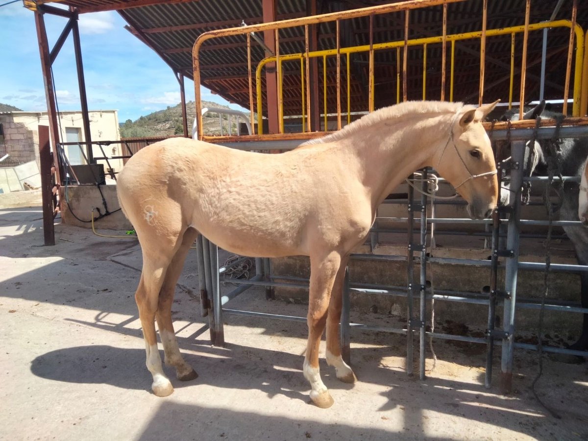 Andalusian Mare 2 years 15 hh Palomino in Valencia