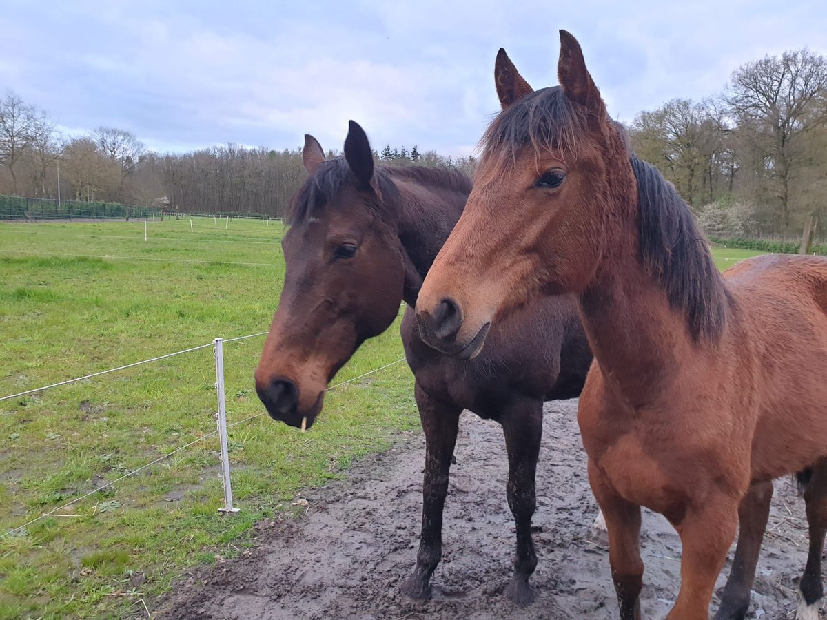 Andalusian Mix Mare 2 years 15,3 hh Brown in Renswoude