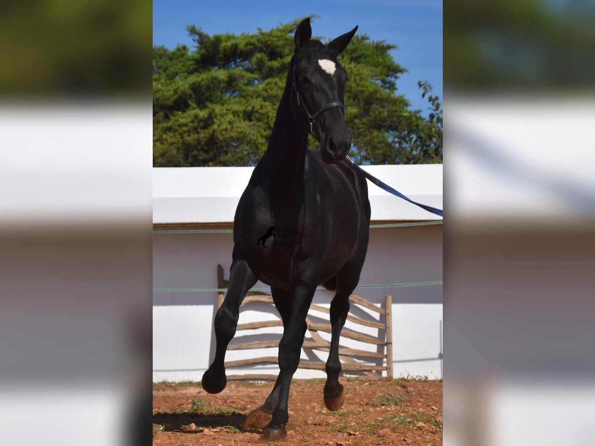 Andalusian Mare 2 years 16 hh Black in Menorca