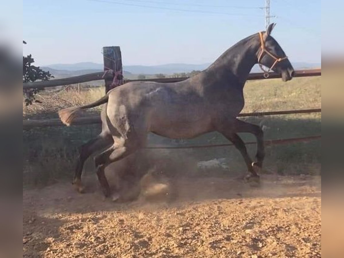 Andalusian Mare 2 years 16 hh Gray in Alicante/Alacant