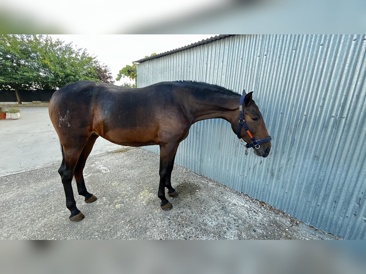 Andalusian Mare 2 years 16,2 hh Bay-Dark in Fuenlabrada Andalusian Mare 2 years 16,2 hh Bay-Dark in Fuenlabrada