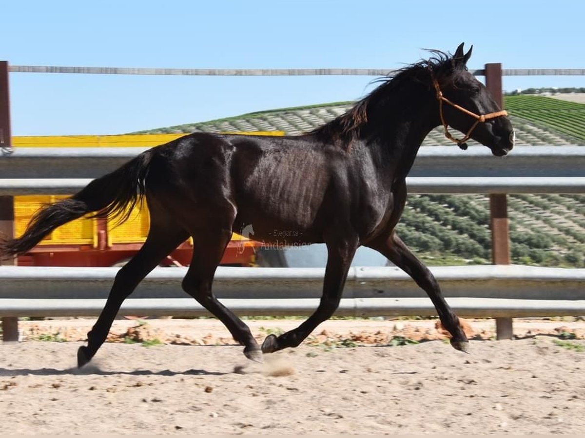 Andalusian Mare 3 years 14,1 hh Black in Provinz Cordoba