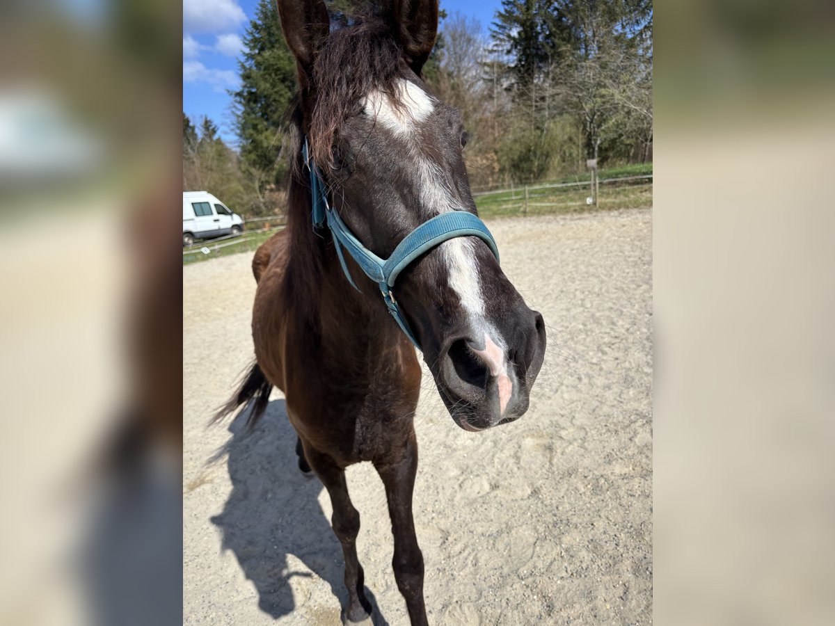 Andalusian Mare 3 years 14,2 hh Black in Bollschweil