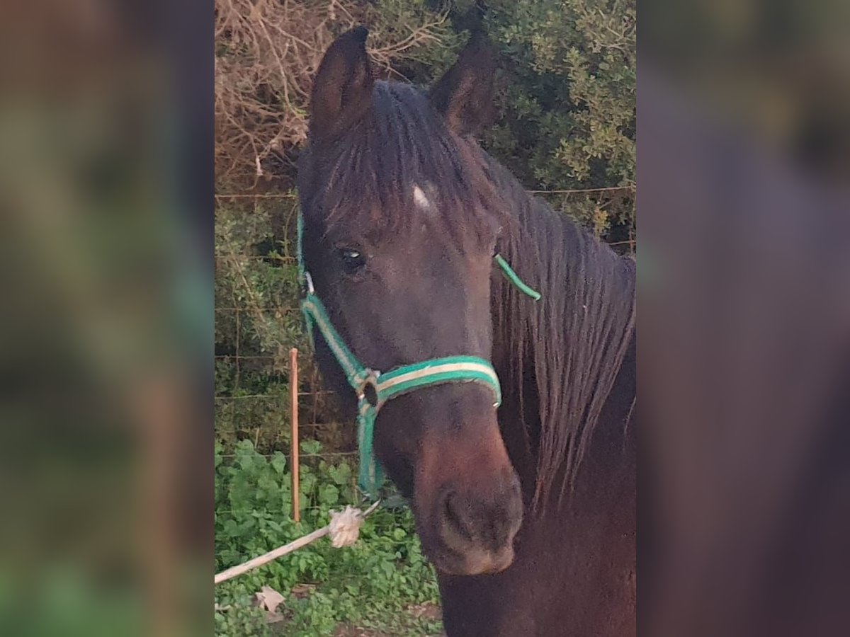 Andalusian Mare 3 years 15,1 hh Black in Chiclana de la Fronterra