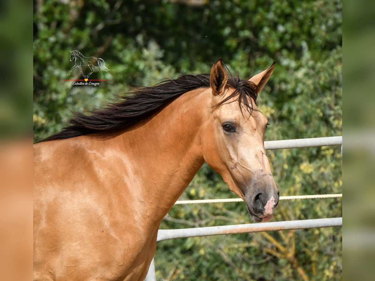 Andalusian Mare 3 years 15,1 hh Dun in Würzburg