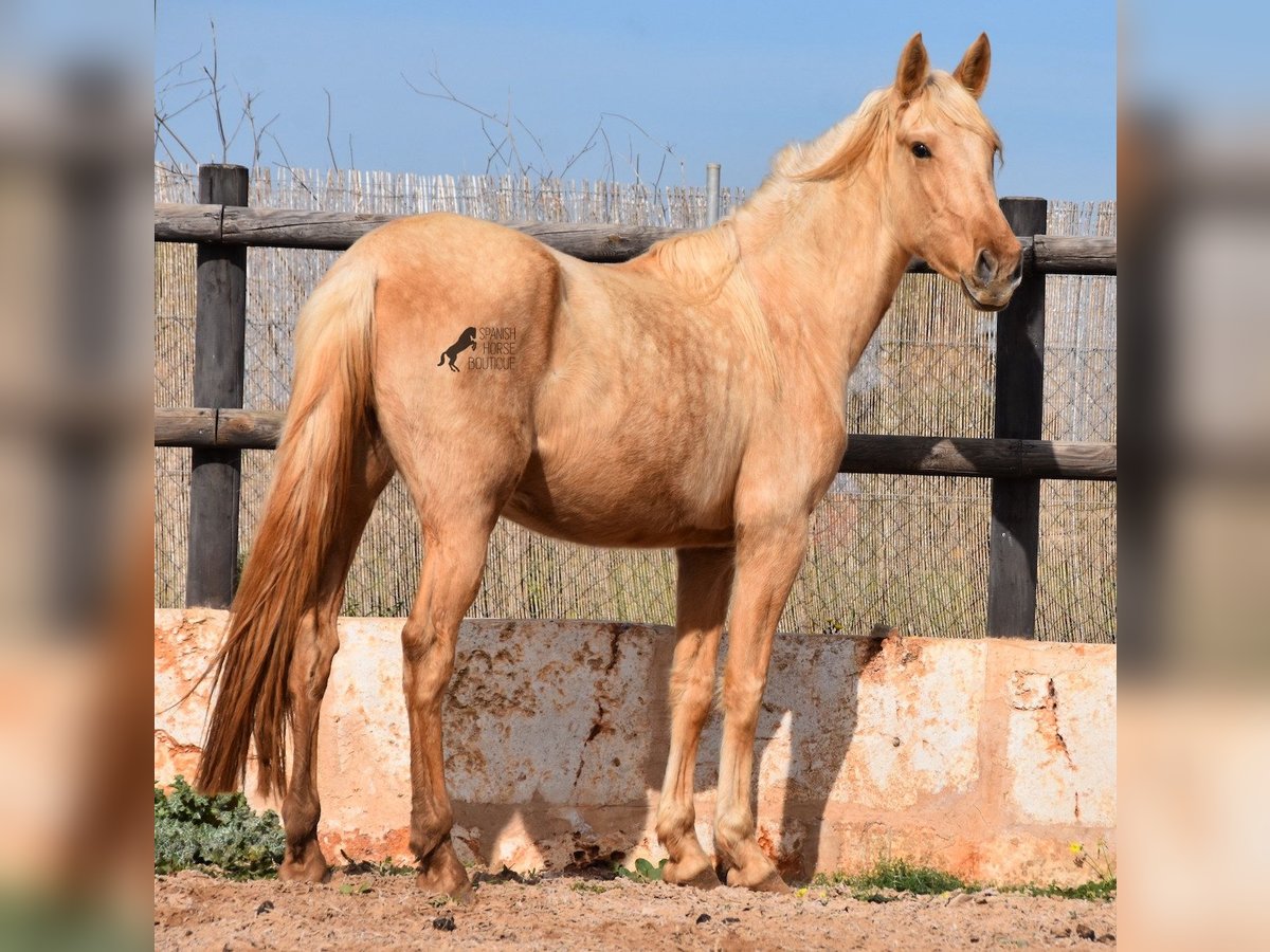 Andalusian Mare 3 years 15,1 hh Palomino in Mallorca
