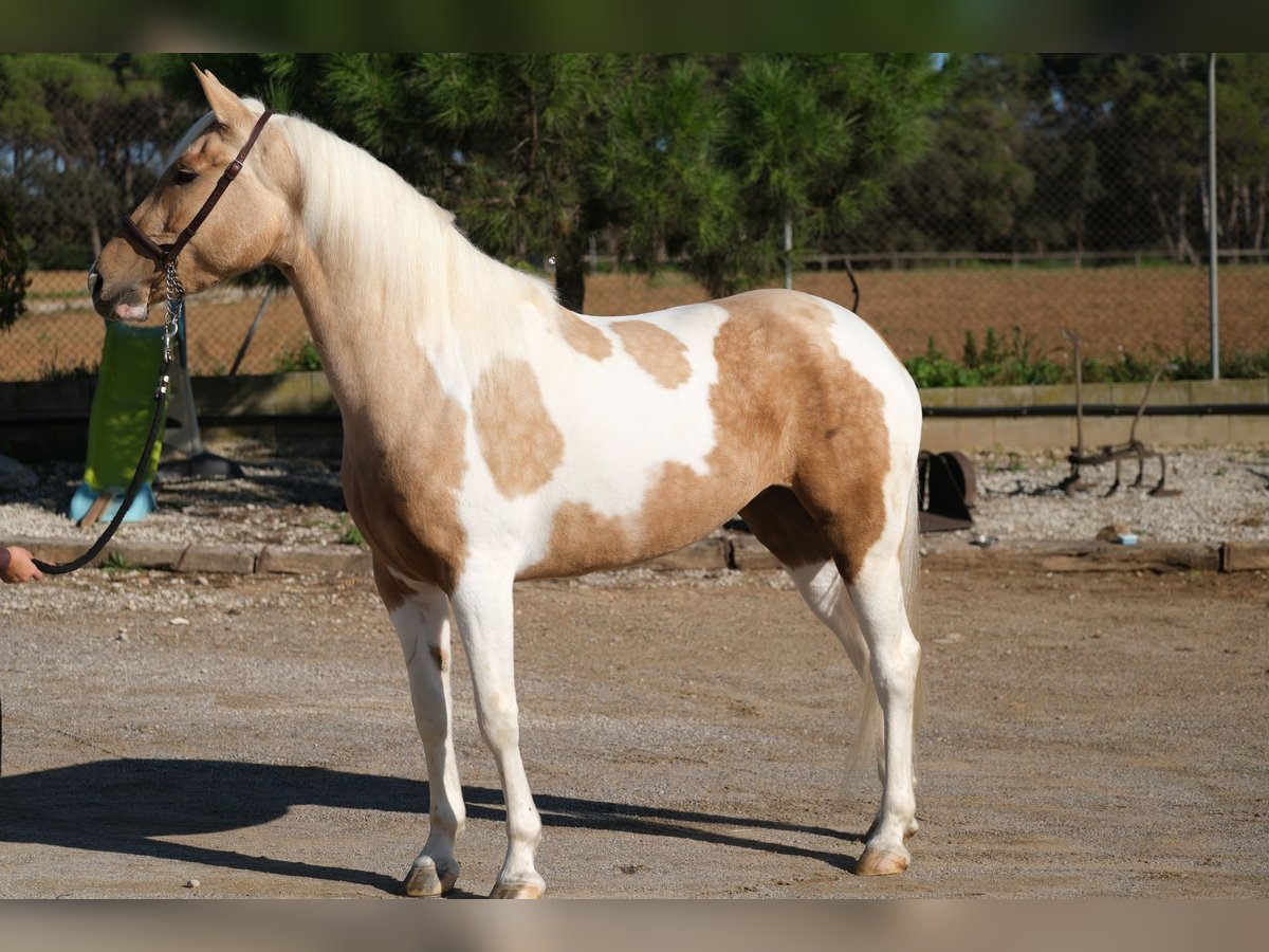 Andalusian Mare 3 years 15,1 hh Pinto in Hamburg