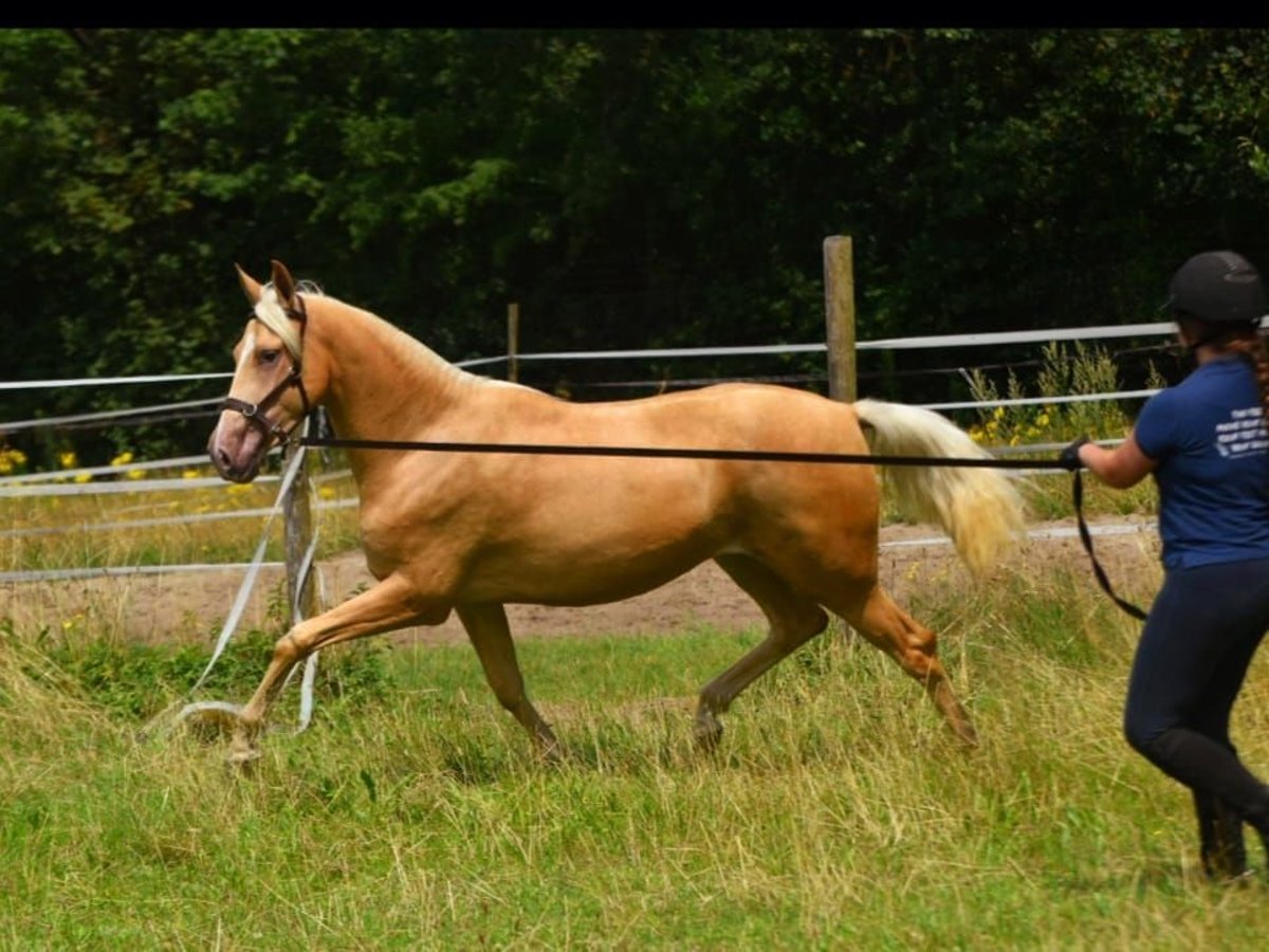 Andalusian Mix Mare 3 years 15,2 hh Palomino in Bussum