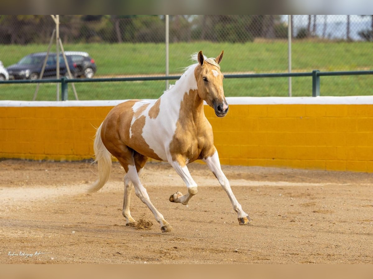 Andalusian Mare 3 years 15,2 hh Pinto in Hamburg