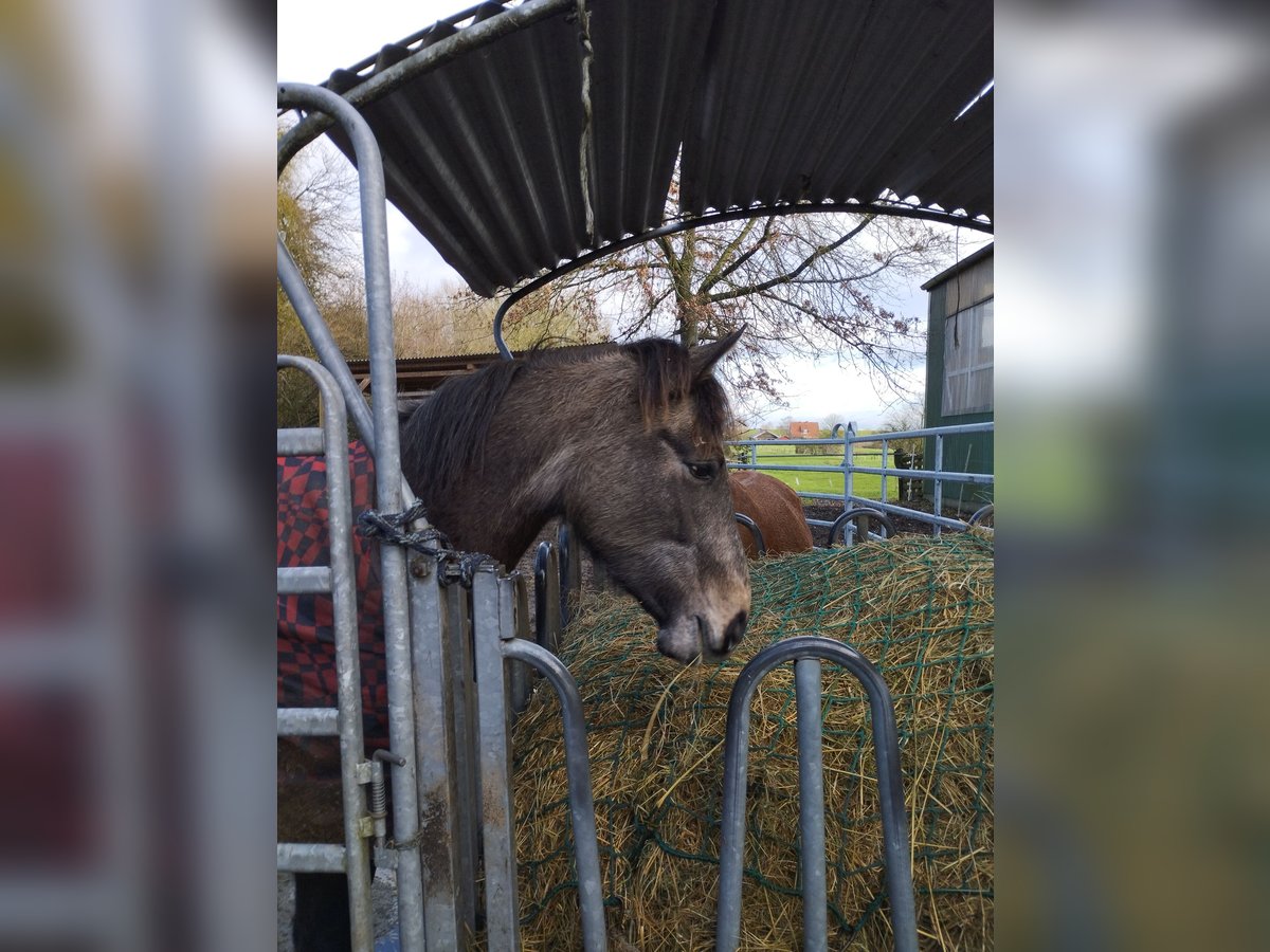 Andalusian Mare 3 years 15,3 hh Buckskin in Drochtersen