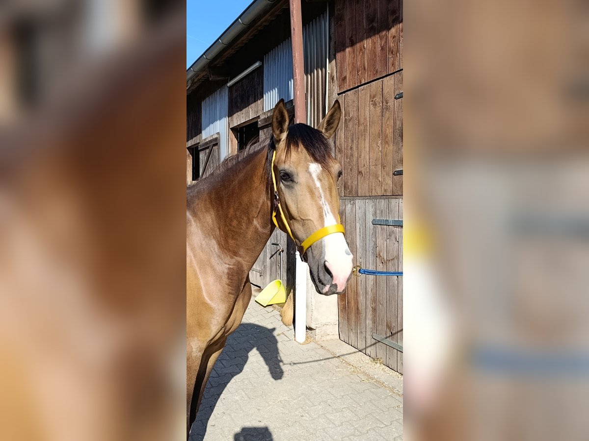 Andalusian Mix Mare 3 years 15,1 hh Buckskin in Gevelsberg