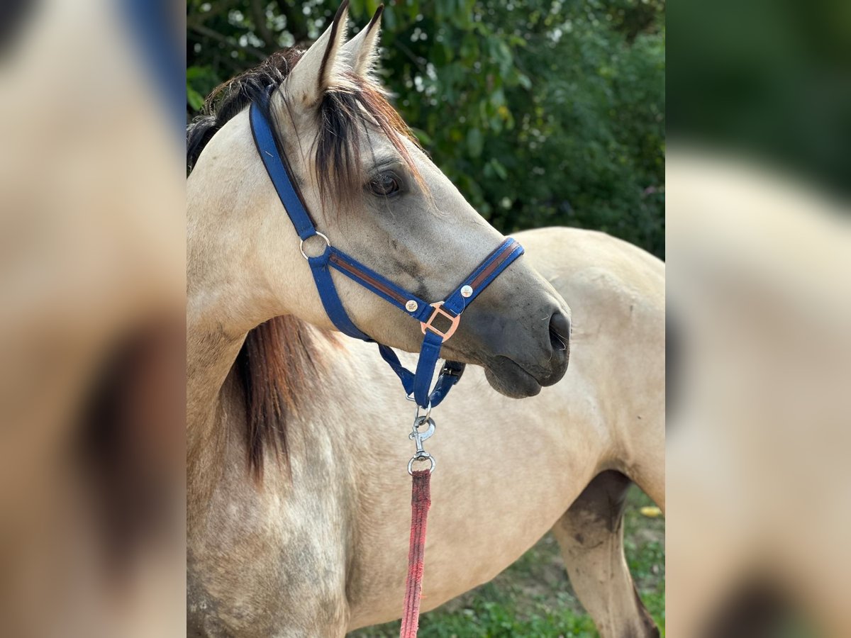 Andalusian Mare 3 years 15,2 hh Dun in Issum