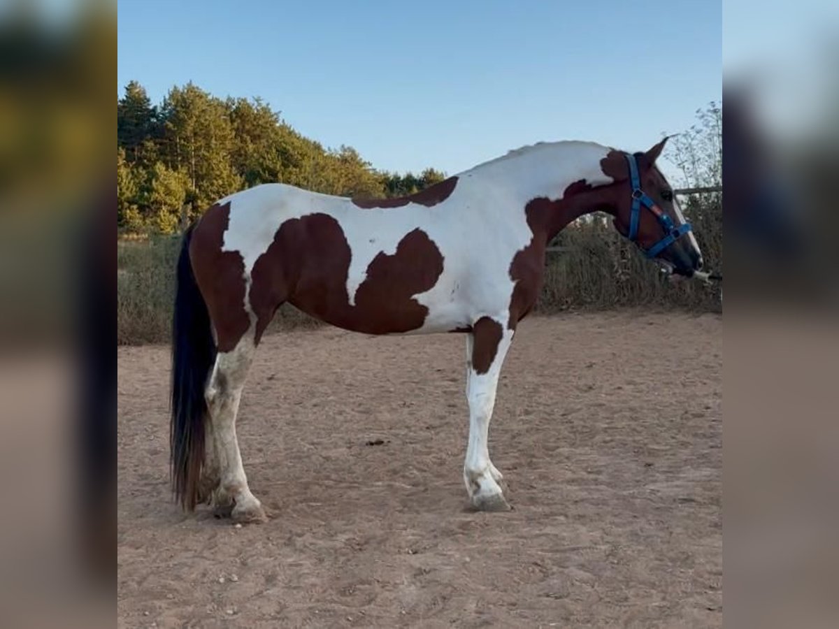 Andalusian Mare 3 years 15,2 hh Pinto in Carde&#xF1;a