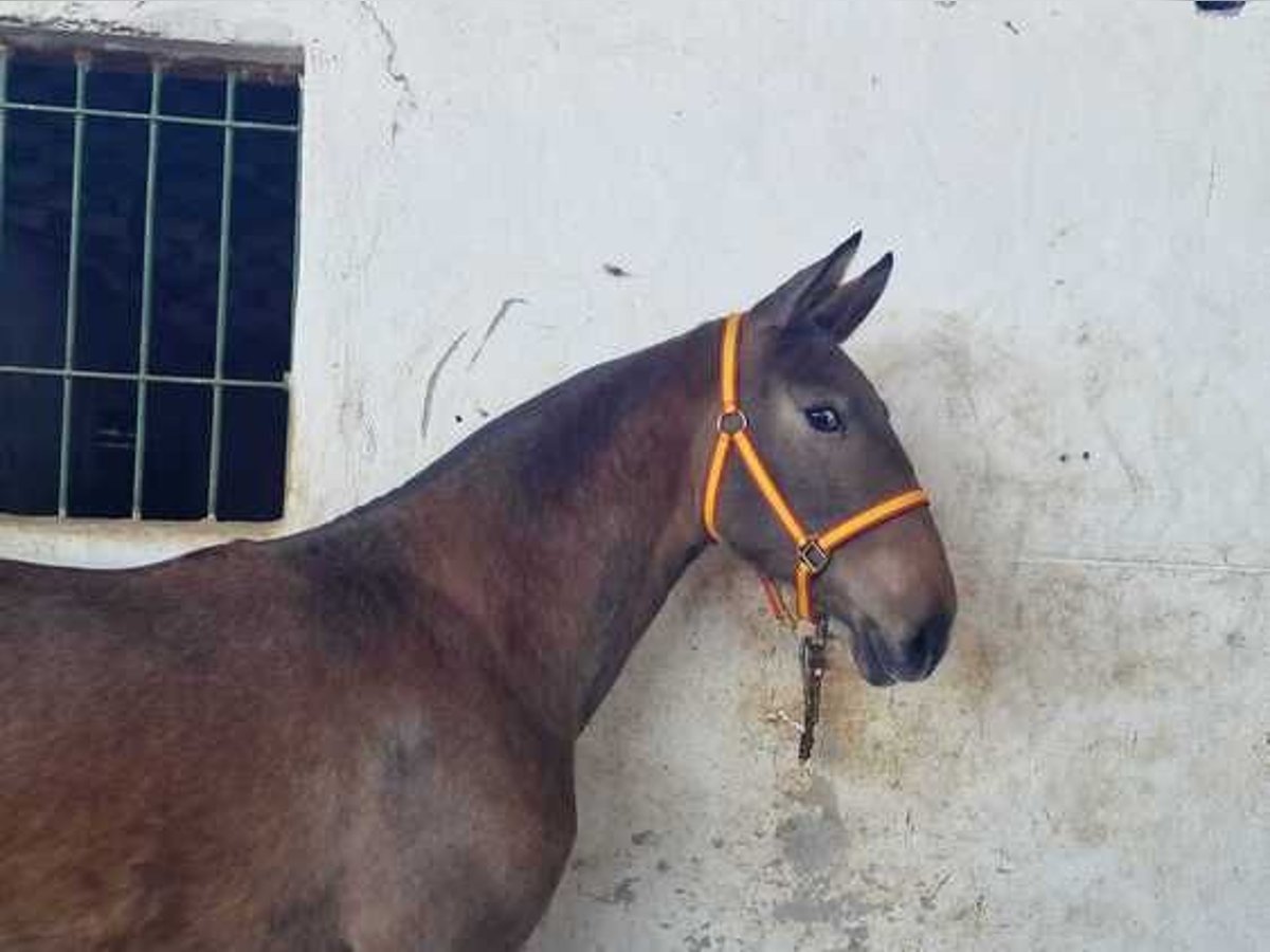 Andalusian Mare 3 years 16,1 hh Bay in Alicante