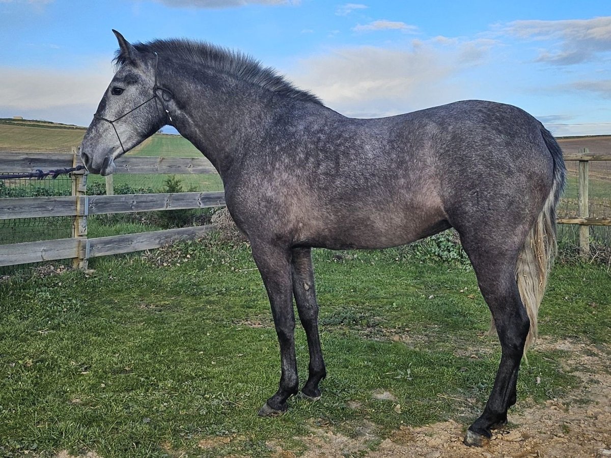 Andalusian Mare 3 years Gray in Valladolid