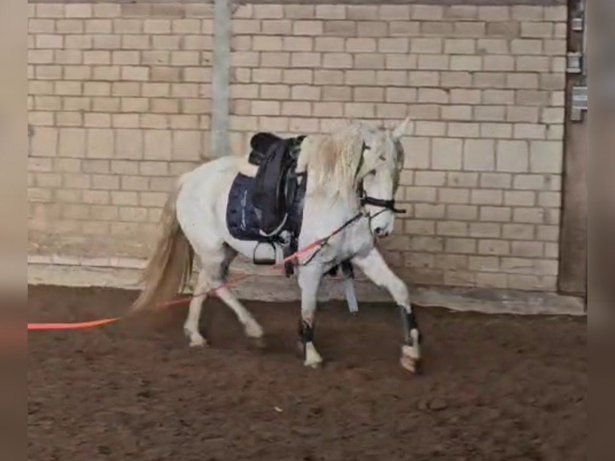 Andalusian Mare 4 years 14,1 hh Leopard-Piebald in Sendenhorst