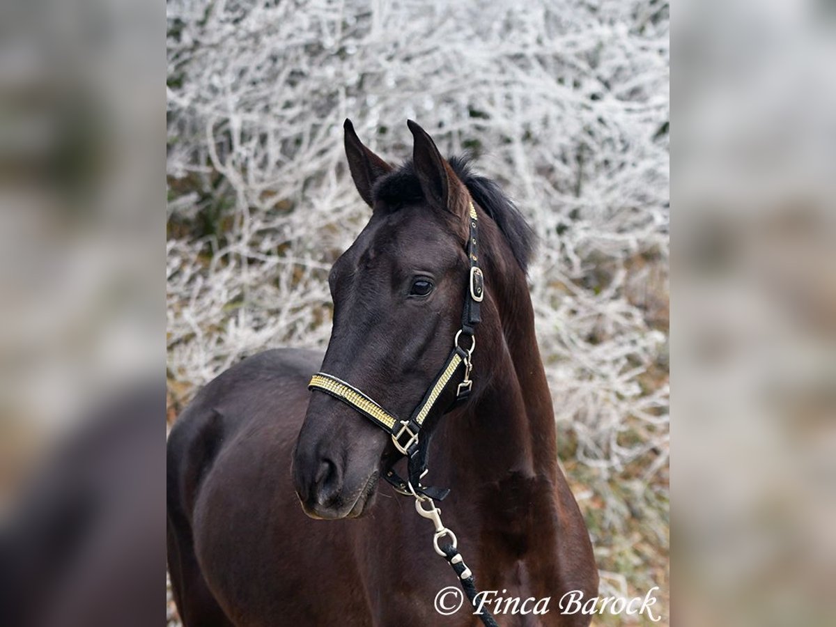 Andalusian Mare 4 years 14,3 hh Black in Wiebelsheim