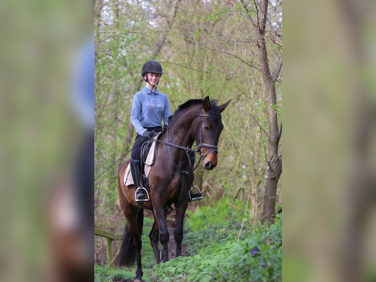 Andalusian Mare 4 years 14,3 hh Brown in Hassendorf