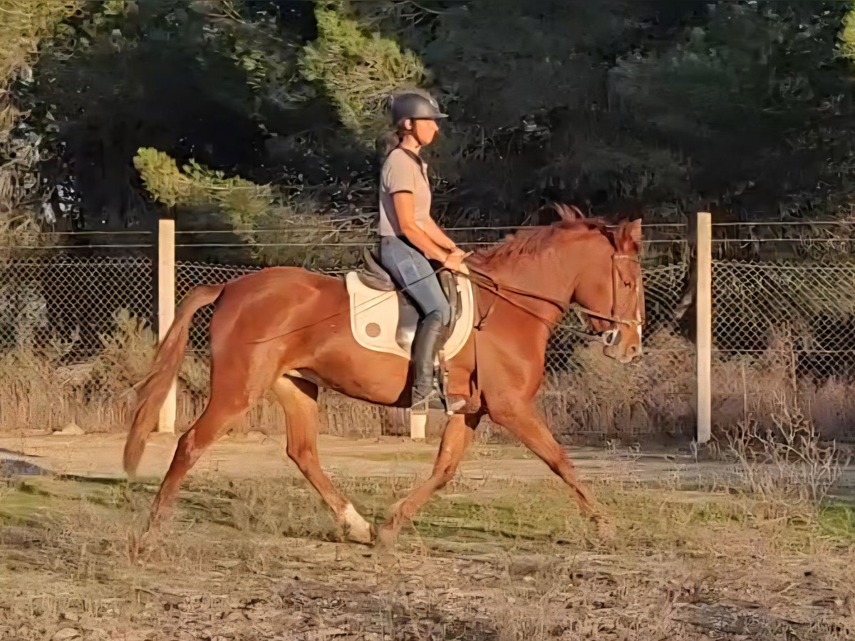 Andalusian Mare 4 years 14,2 hh Chestnut-Red in Almonte