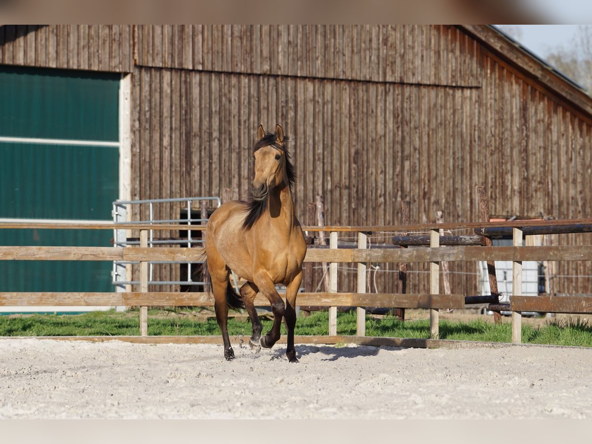 Andalusian Mare 4 years 15,1 hh Dun in Aachen