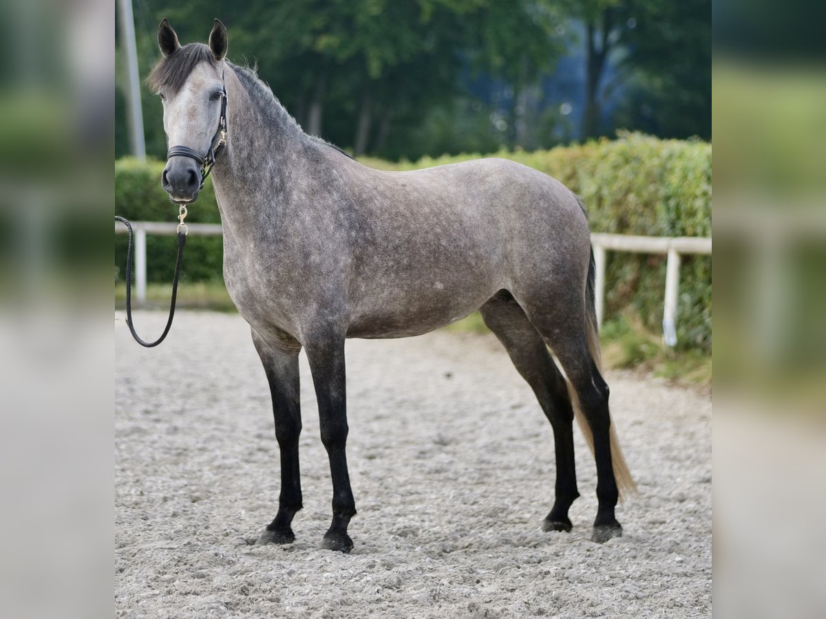 Andalusian Mare 4 years 15,1 hh Gray-Blue-Tan in Neustadt (Wied)