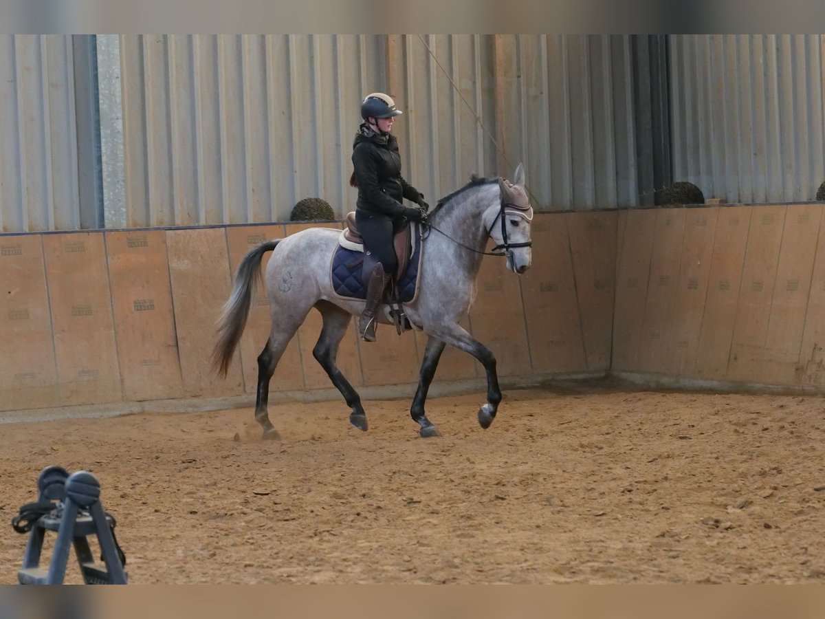 Andalusian Mare 4 years 15,1 hh Gray in Neustadt (Wied)