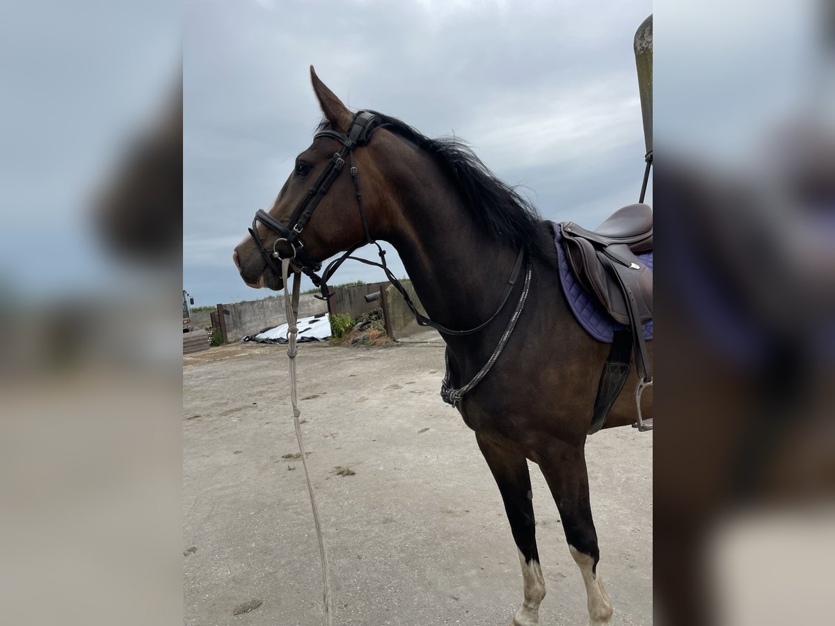 Andalusian Mare 4 years 15,2 hh Brown in Rinsumageast