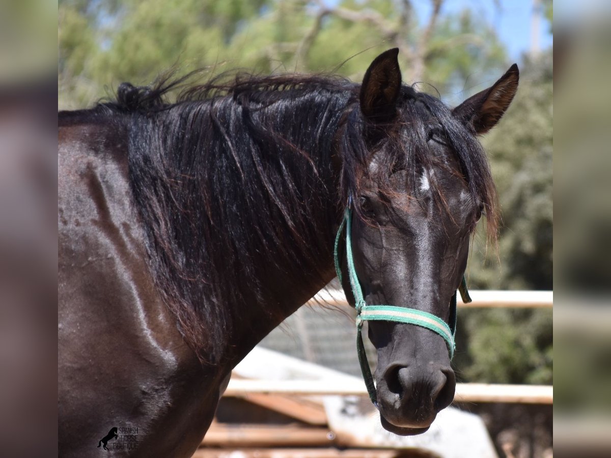 Andalusian Mare 4 years 15 hh Black in Mallorca