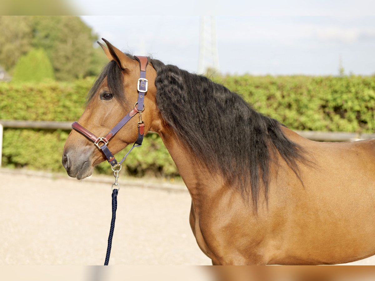 Andalusian Mare 4 years 15 hh Brown in Neustadt (Wied)