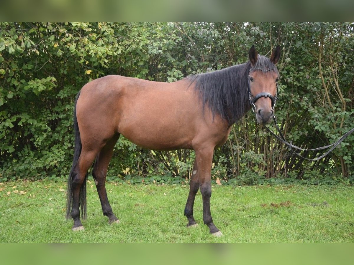 Andalusian Mare 4 years 15 hh Brown in W&#xFC;rzburg