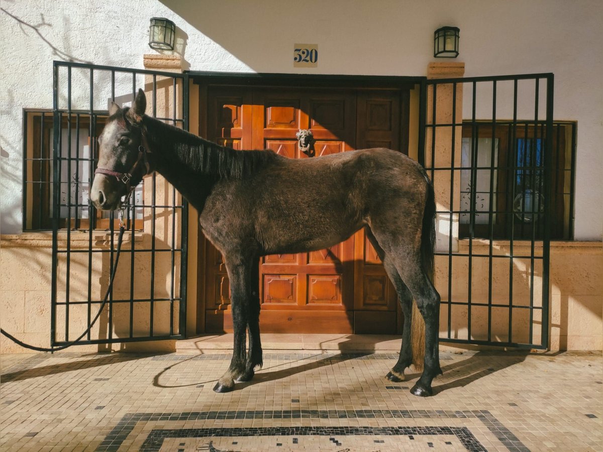 Andalusian Mix Mare 4 years 15 hh Gray in Murcia