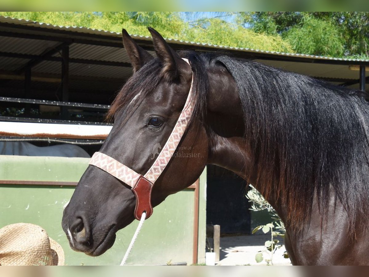 Andalusian Mare 4 years 15,1 hh Black in Provinz Malaga
