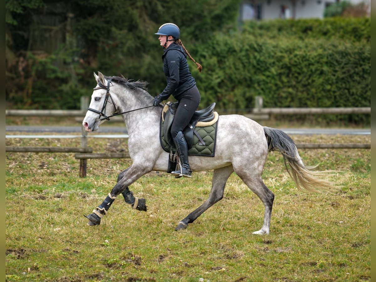 Andalusian Mare 4 years 15,1 hh Gray in Neustadt (Wied)