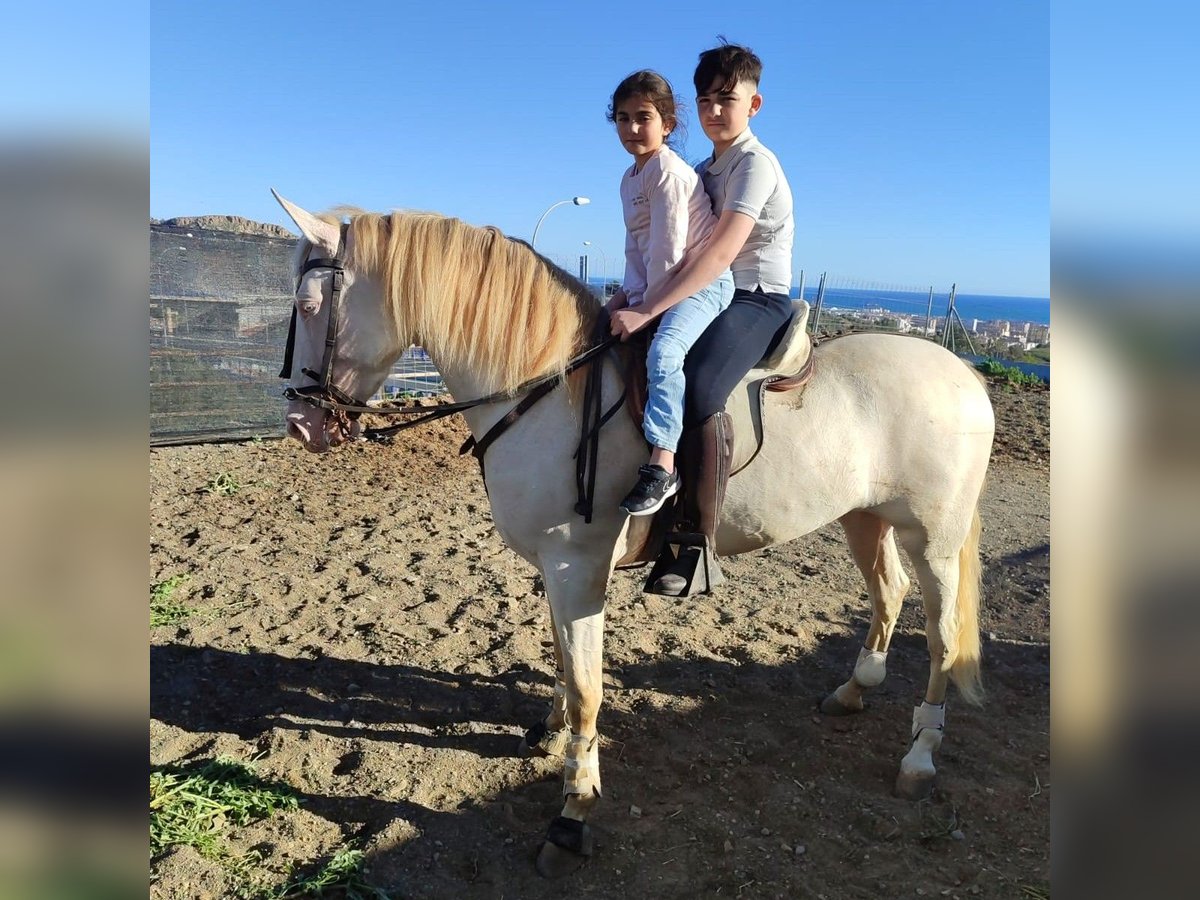 Andalusian Mare 4 years 15,2 hh Perlino in Carde&#xF1;a