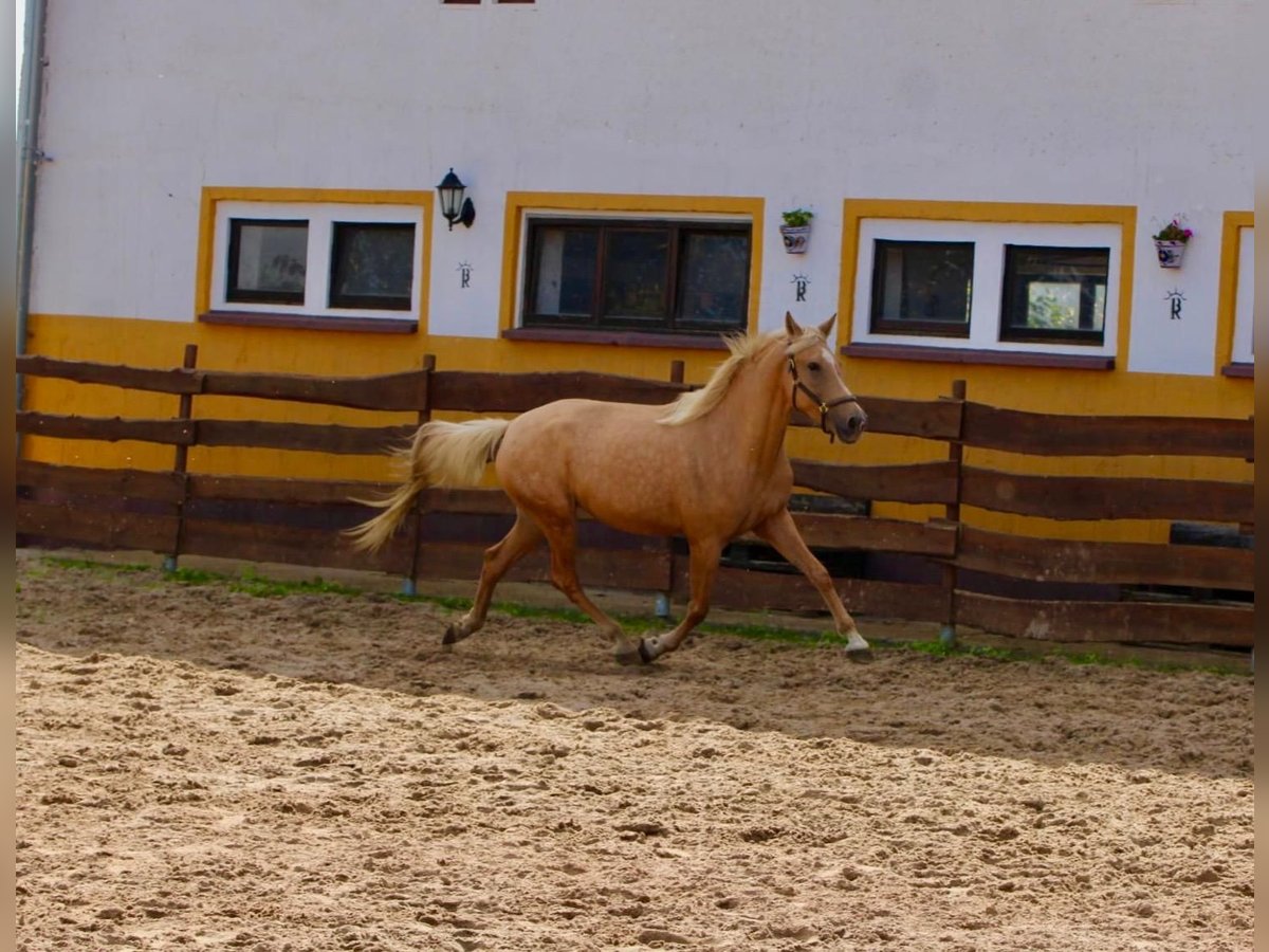 Andalusian Mare 4 years 16 hh Palomino in Polenz