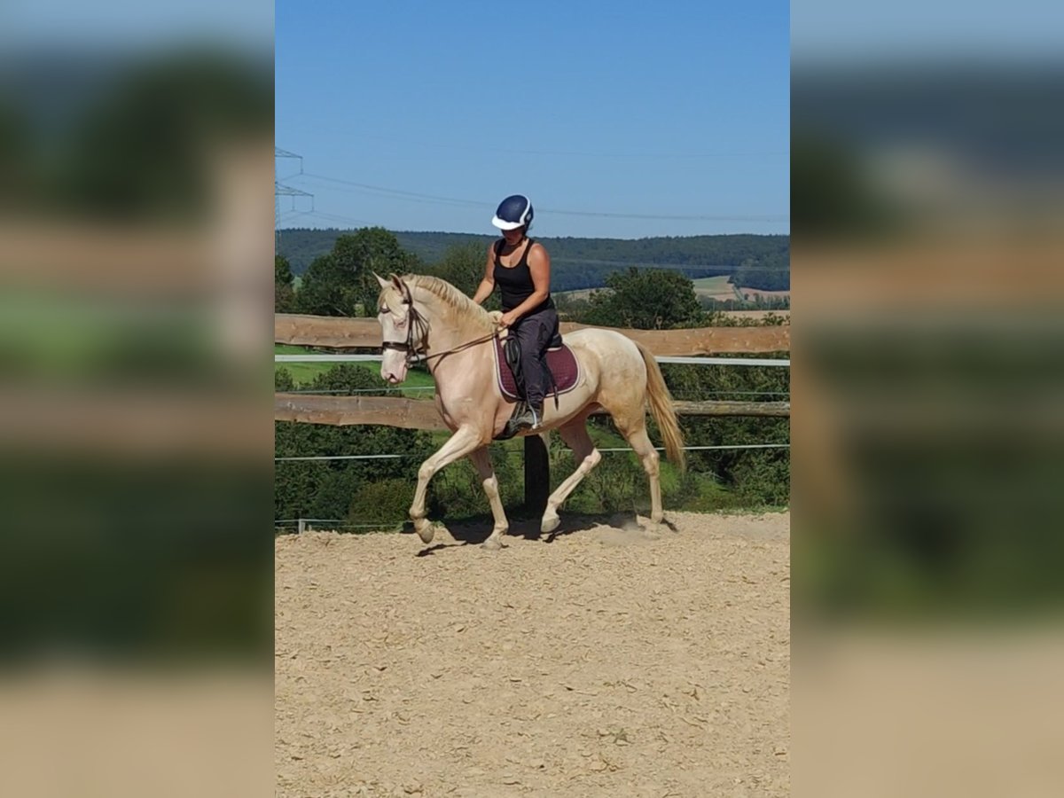 Andalusian Mare 5 years 15,2 hh Cremello in Waldeck