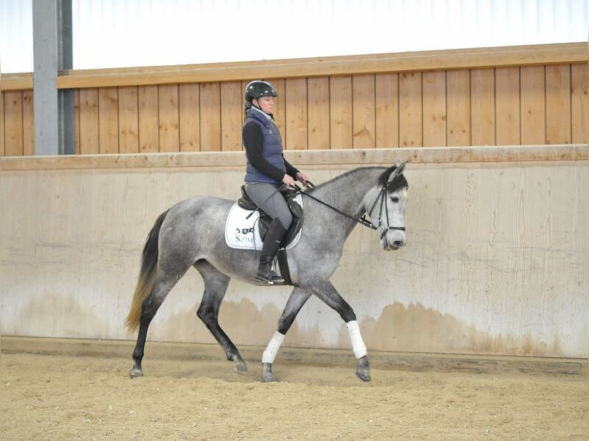 Andalusian Mare 5 years 15,2 hh Gray in Wellheim