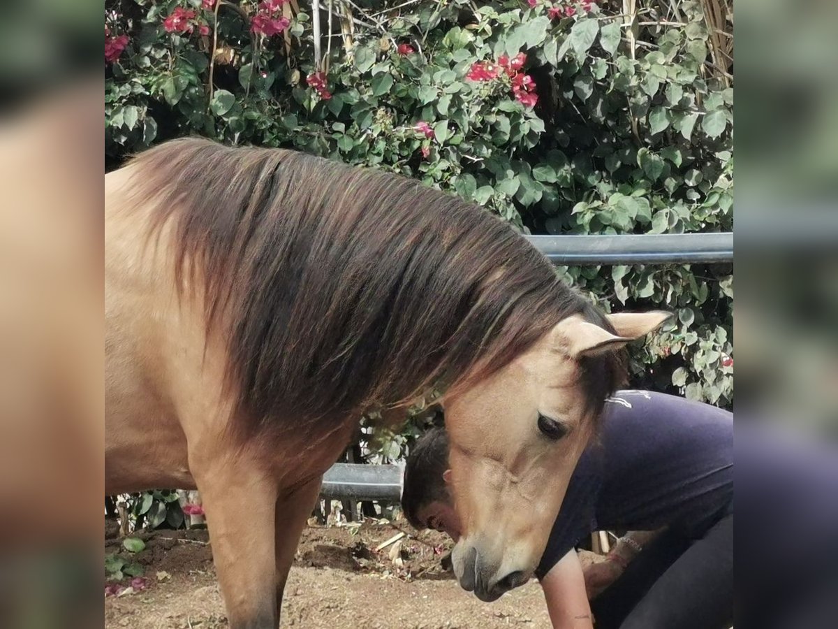 Andalusian Mare 5 years 15 hh Dun in Adra Almeria Andalusian Mare 5 years 15 hh Dun in Adra Almeria