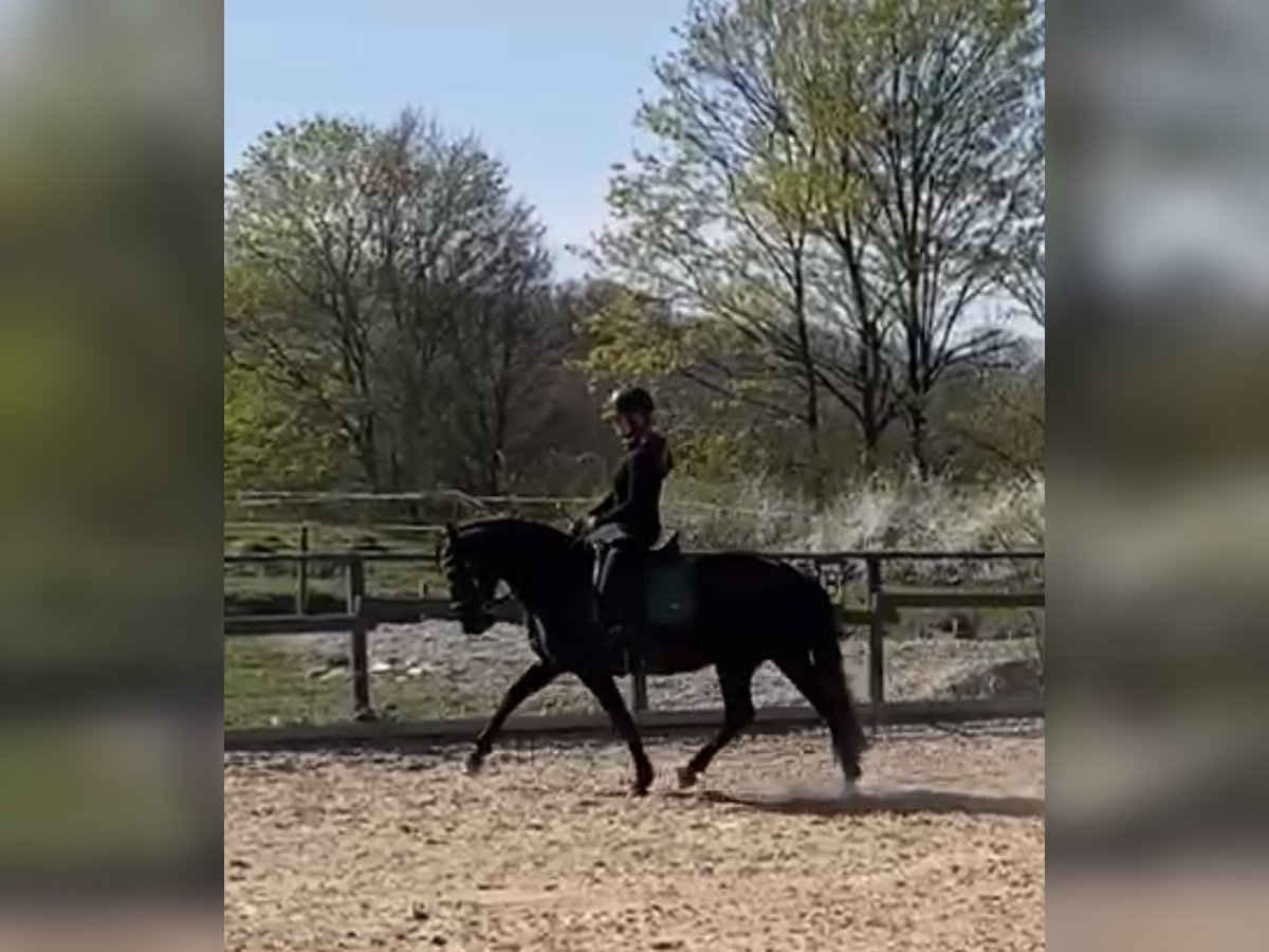Andalusian Mare 5 years 15,2 hh Black in Heidenrod