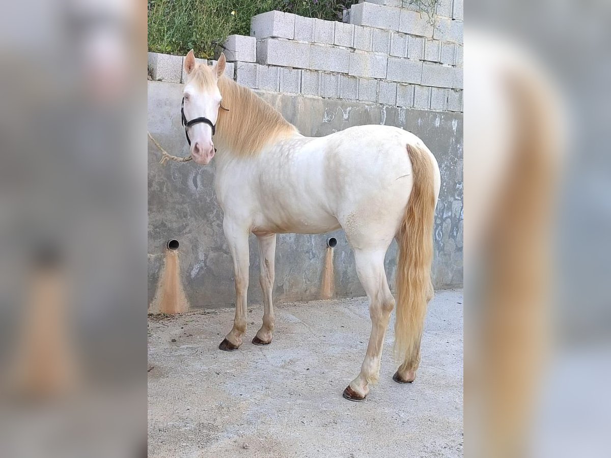 Andalusian Mare 5 years 15,2 hh Cremello in Carde&#xF1;a